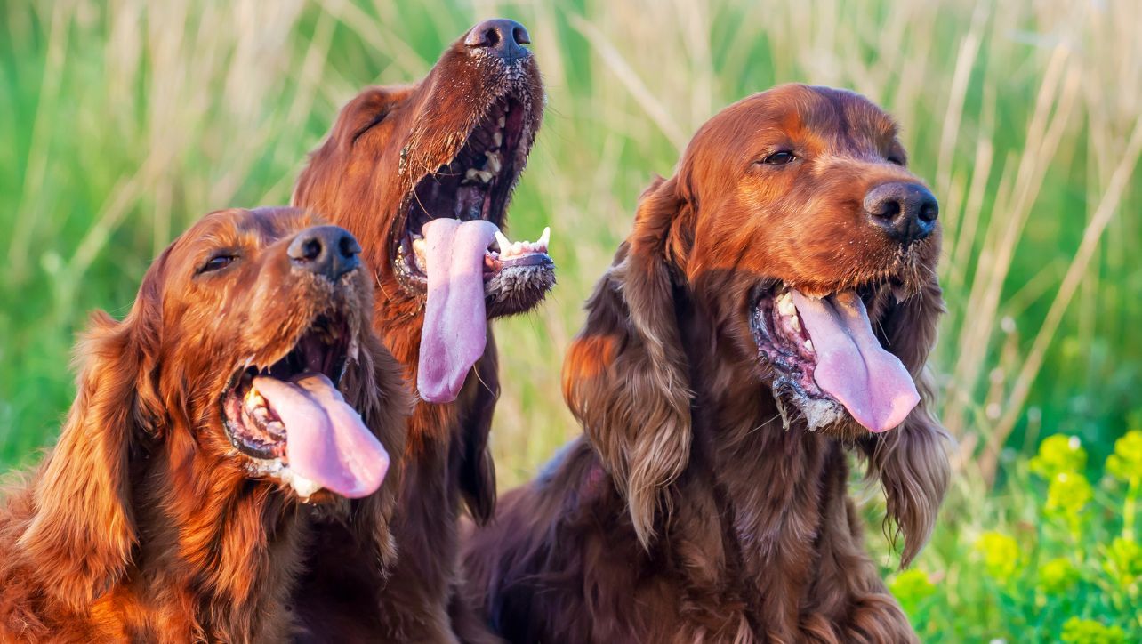 How Does Hot Weather Affect Dogs?