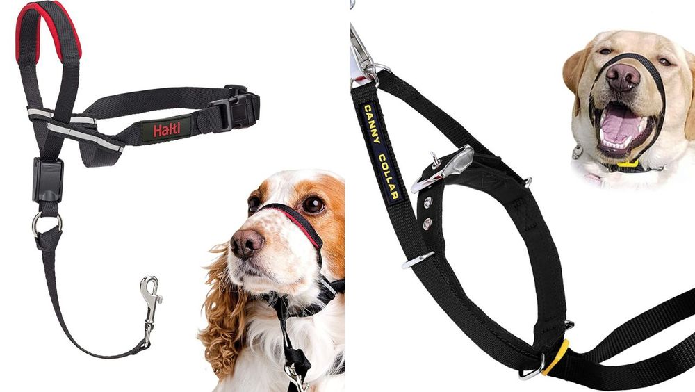 A Head Collar The Secret to a Better Walking Experience