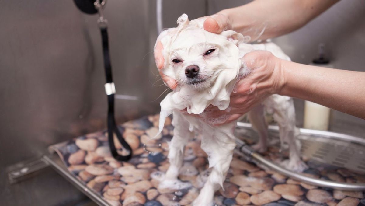 The Best Dog Whitening Shampoos For Your Pooch!
