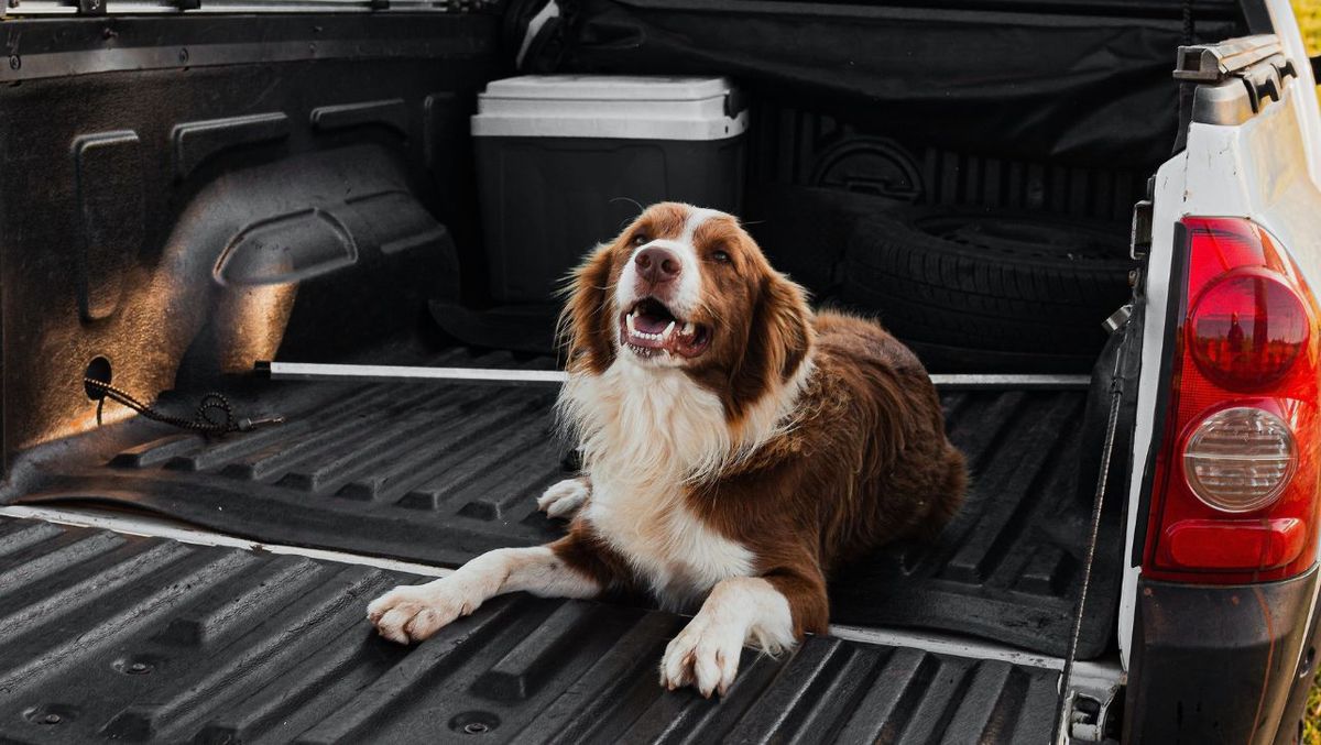 Keep Your Canine Safe and Secure with the Best UWS Dog Boxes