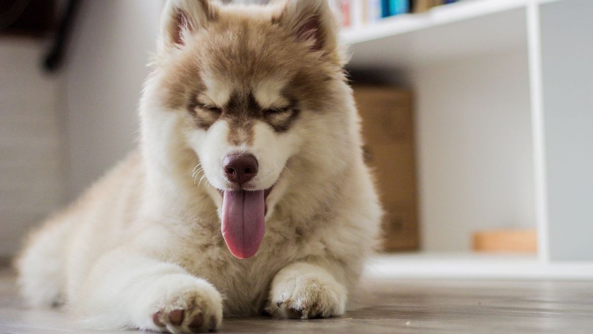 The Best Collar For LongHaired Dogs Buyer's Guide