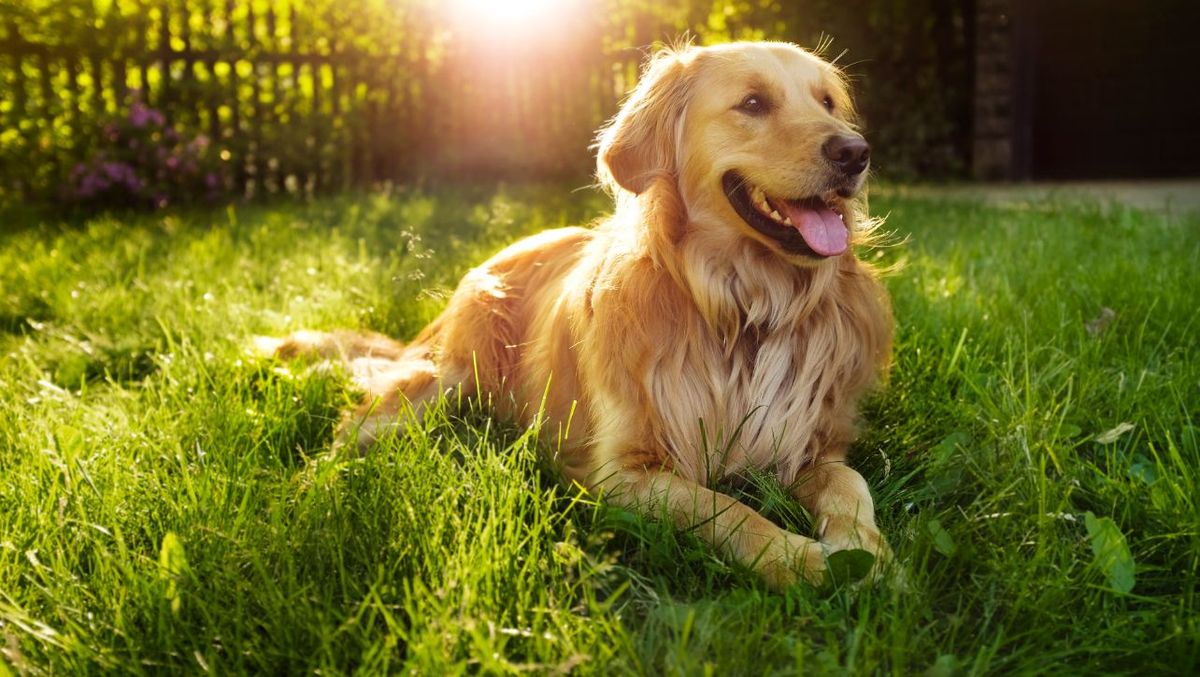 From Shedding to ShinyThe Top 5 Brushes for Goldens
