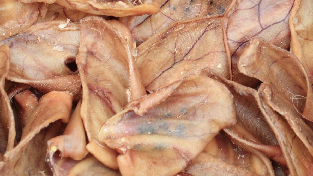 Pigging Out 7 of the Best Pig Ears for Dogs