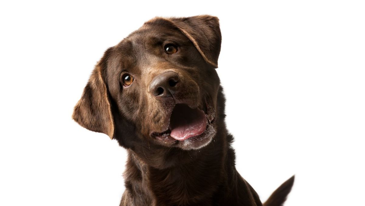 Ultimate Guide Choosing the Perfect Brush for Your Lab