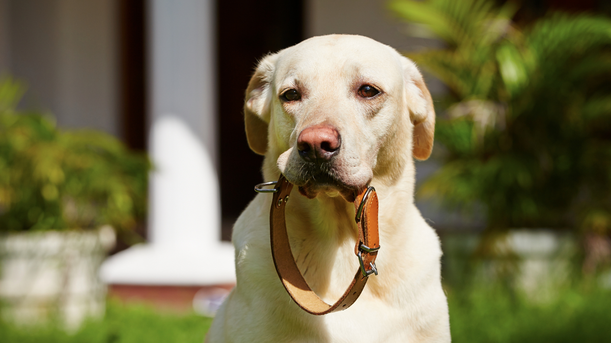 Collar Sores on Dogs Causes, Treatment, and Prevention