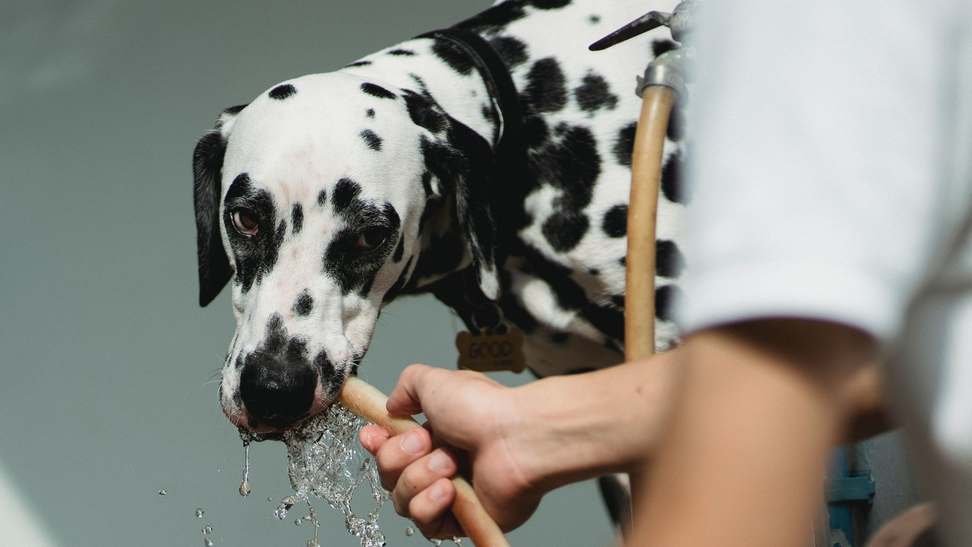 Best Spill Proof Dog Bowl