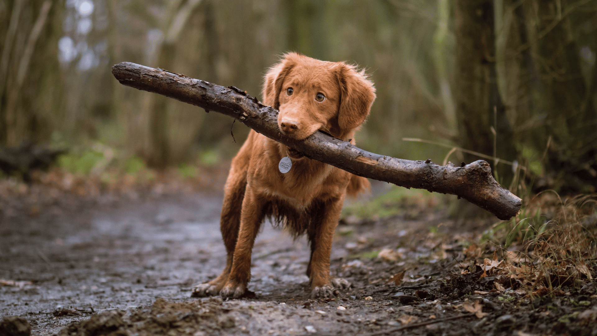 Coffeewood Dog Chews