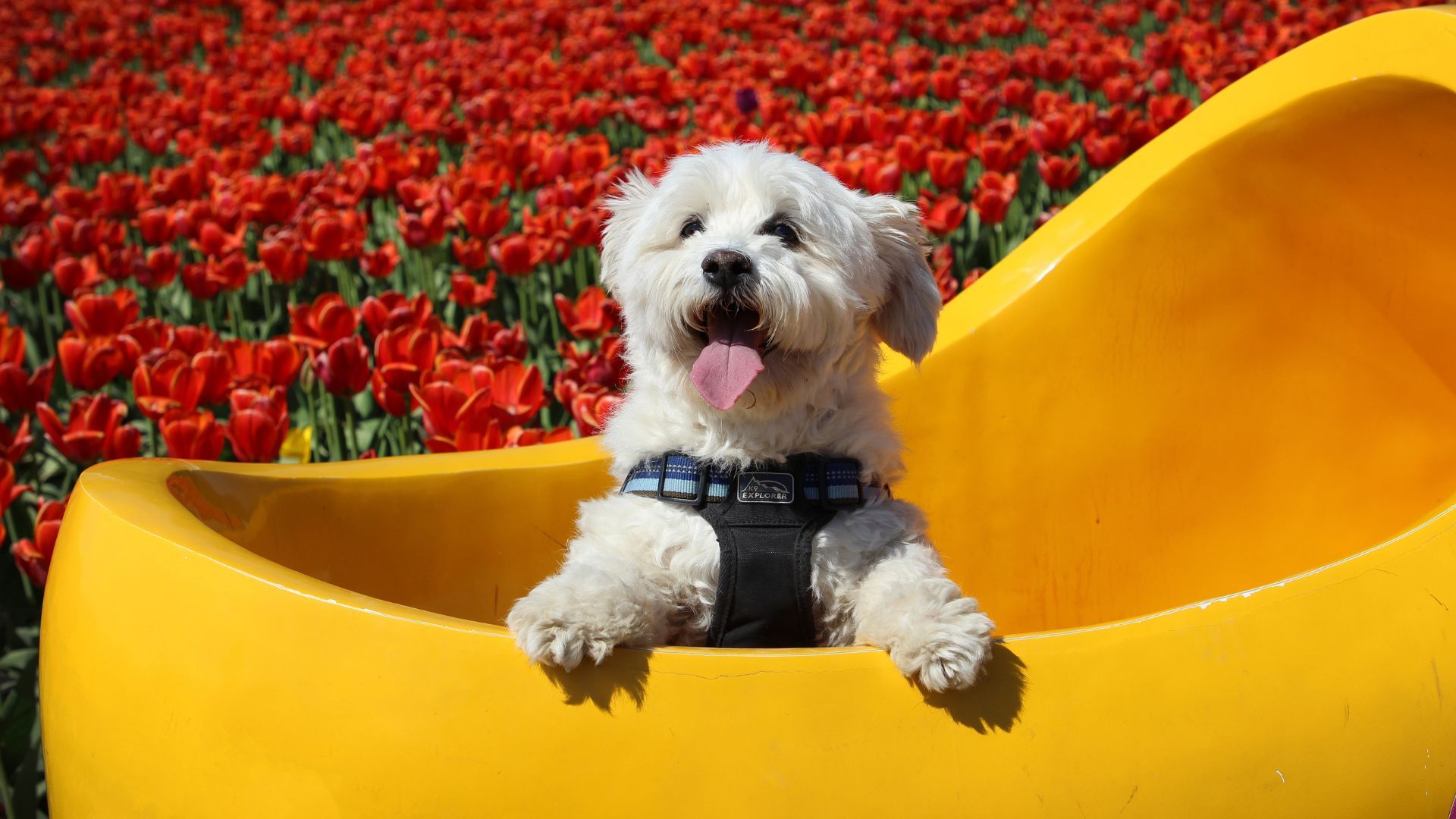 Floral Dog Harness