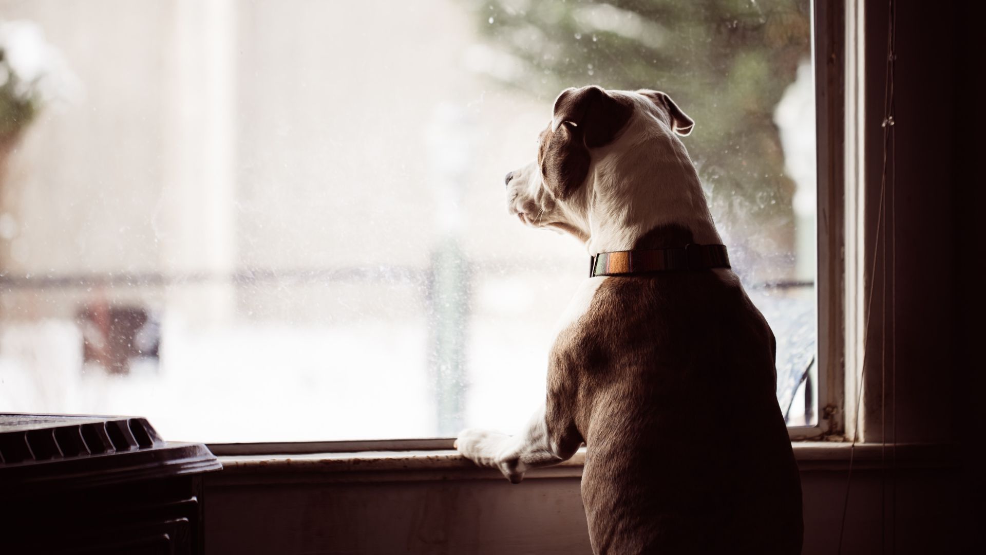 Calmer Collar For Dogs