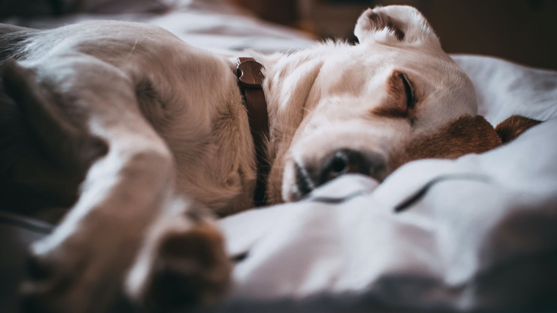 Cowhide Dog Beds
