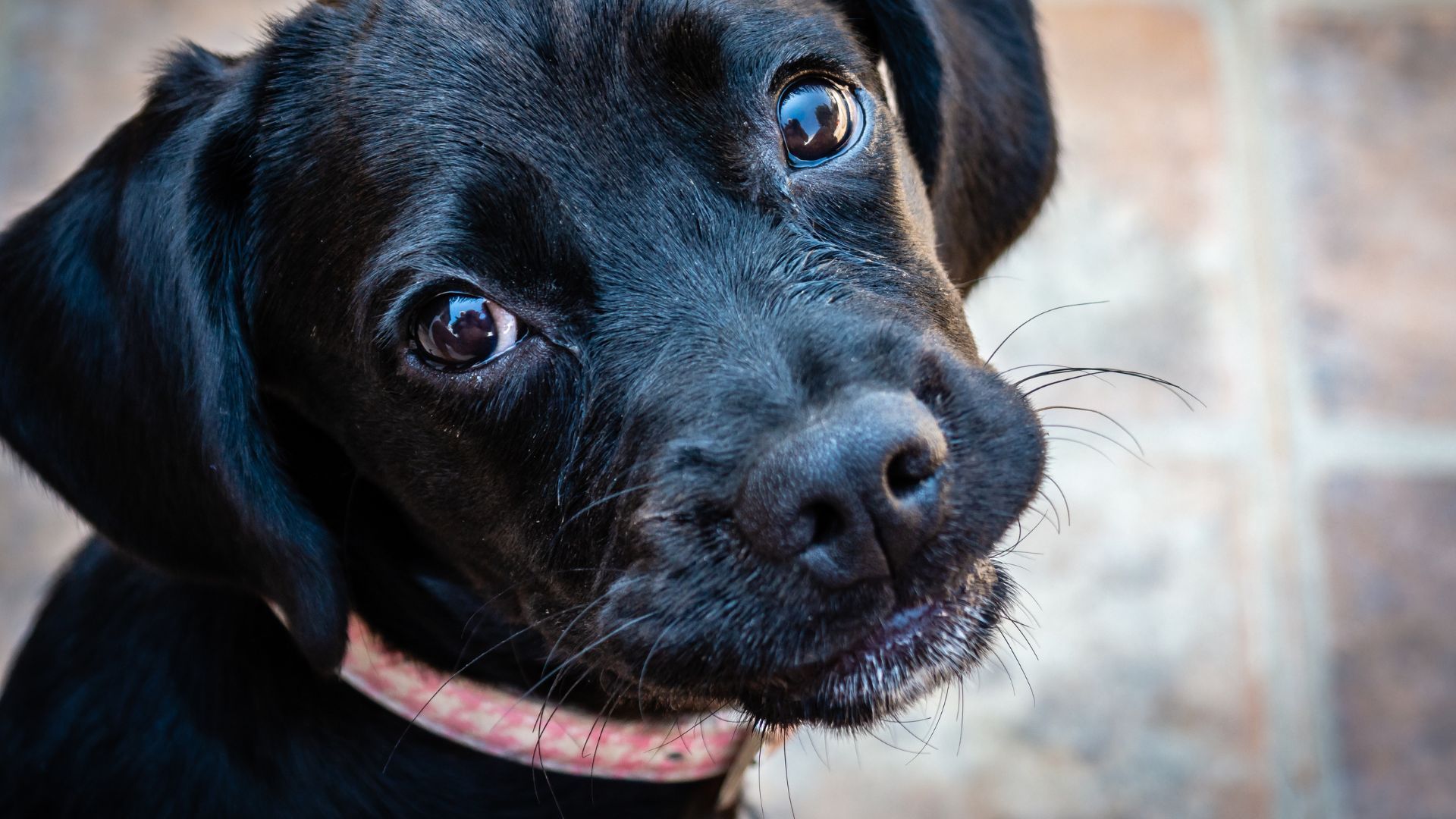 Preston Dog Collar