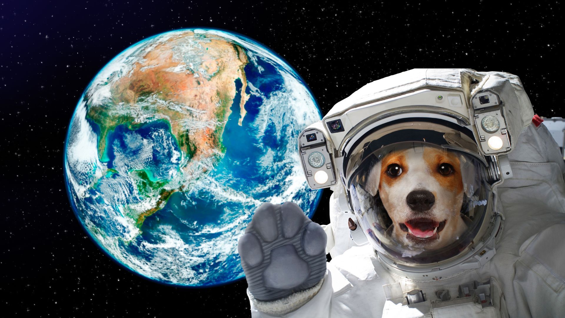 Space Dog Collar