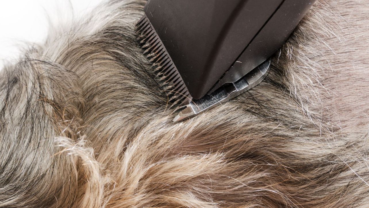 Best Dog Clippers For Doodles