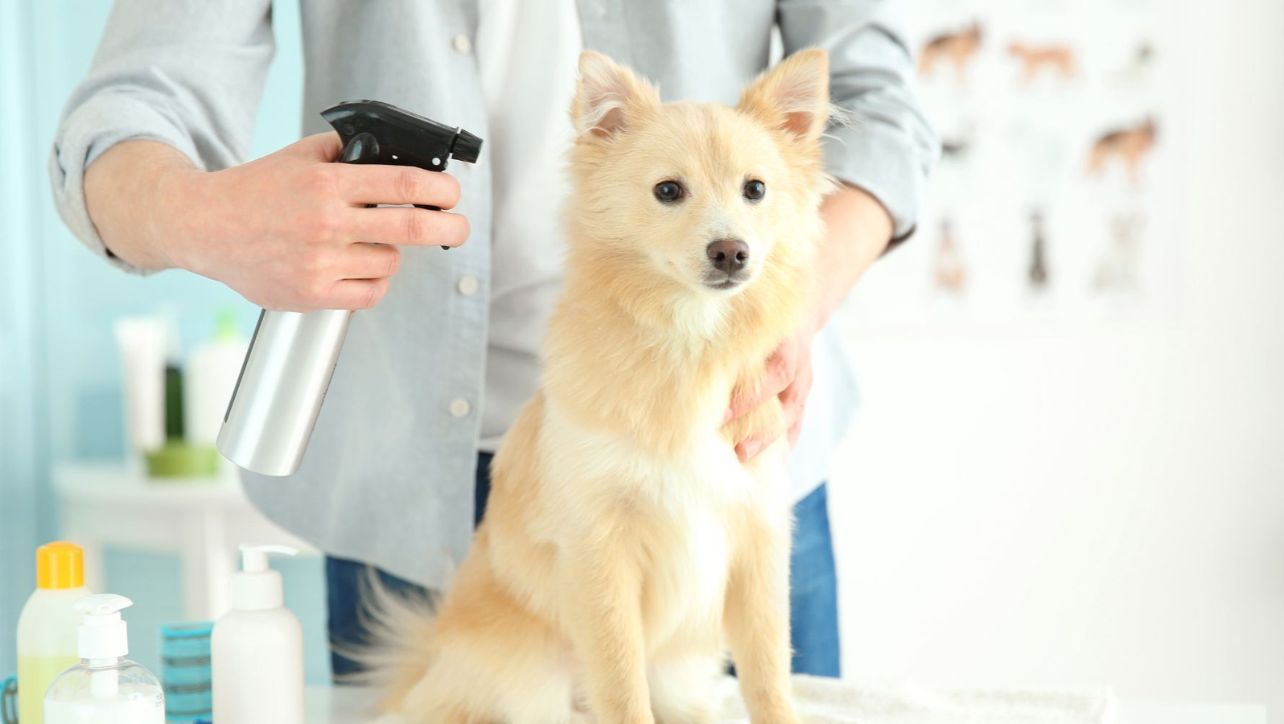 Best Dog Deodorizing Spray