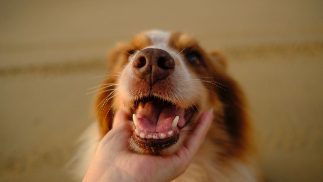 Best Dental Wipes For Dogs