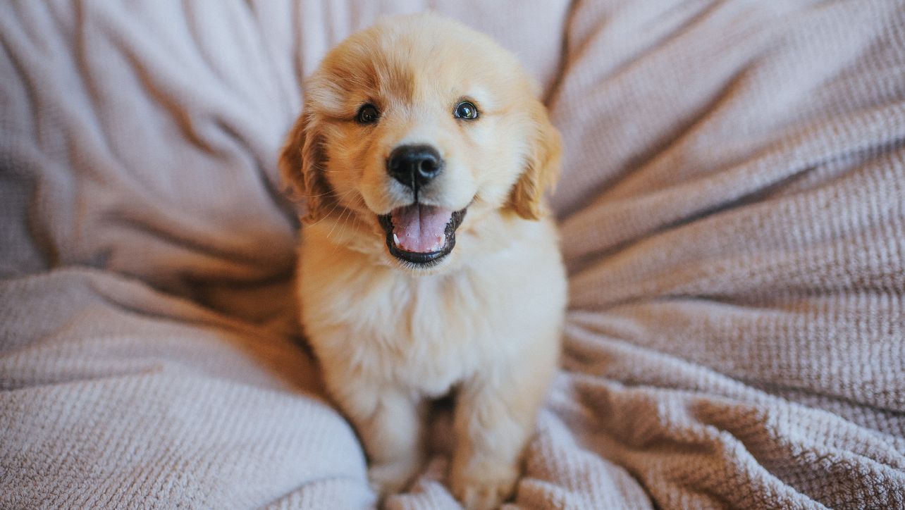 Get Your Golden the Perfect Beauty Sleep: 8 Best Dog Beds