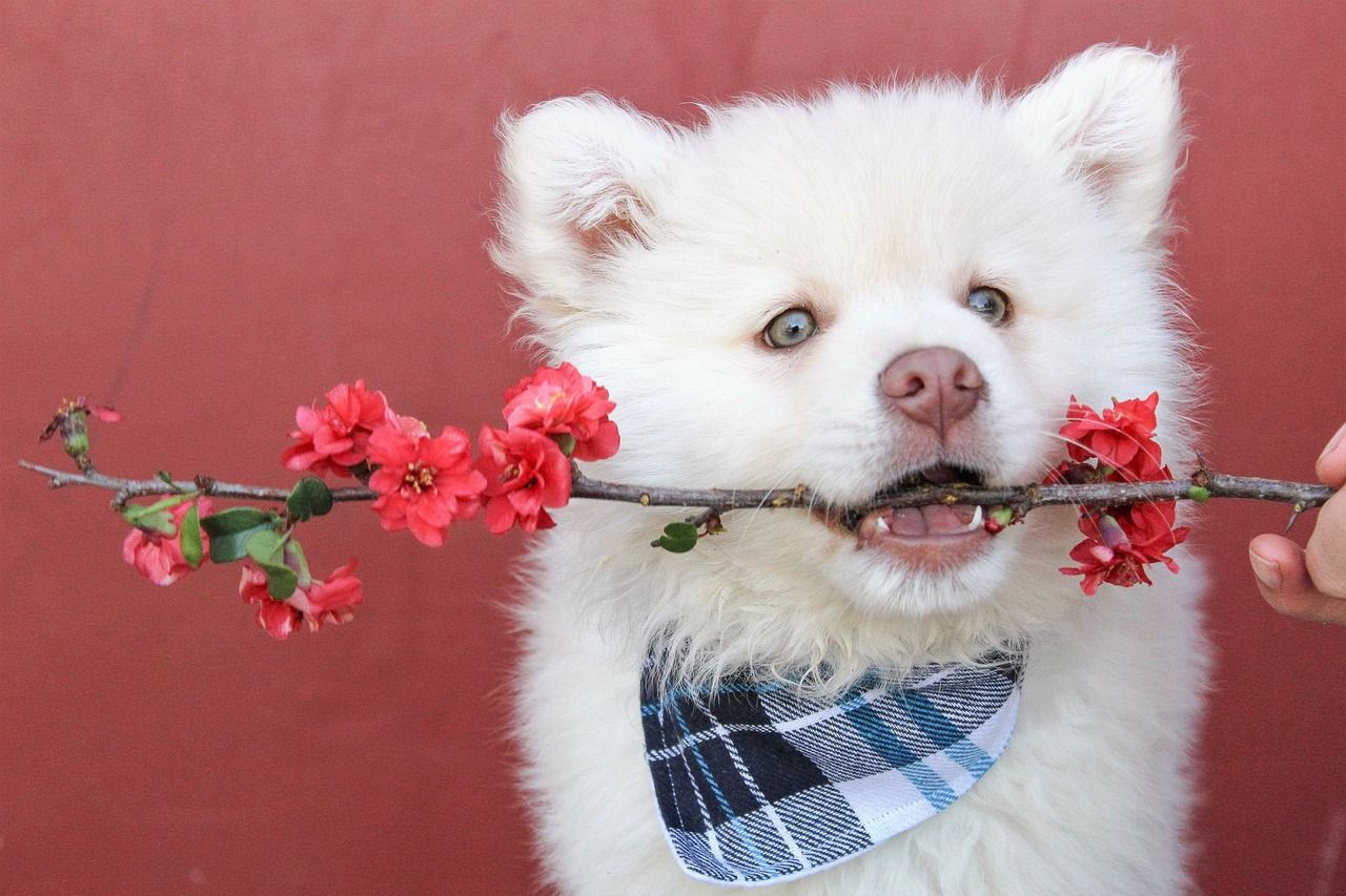 Flannel Dog Bandana