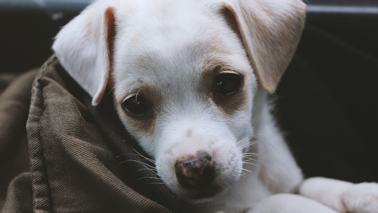 Is Peanut Butter Good For Dogs With Diarrhea?