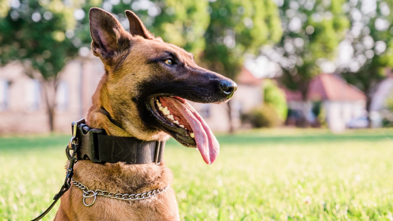 Tactical Dog C