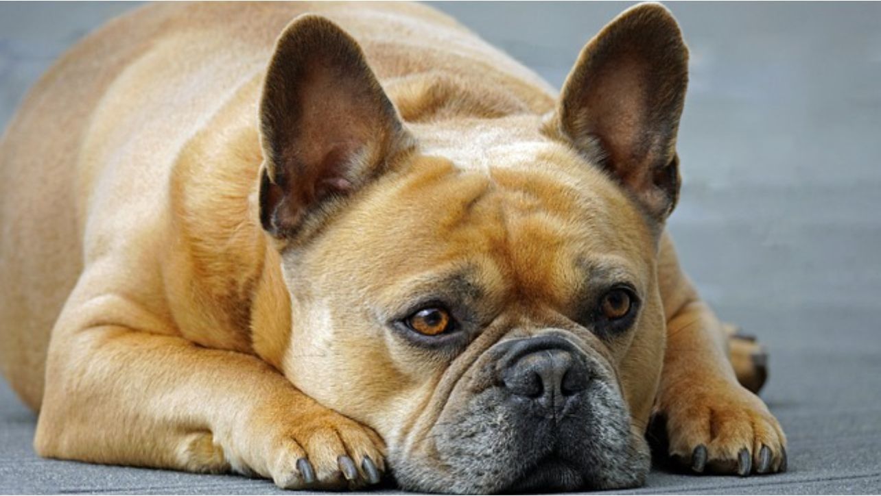 Best Nose Balm For Dogs