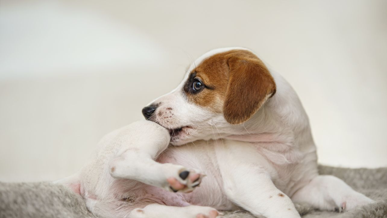 Do Flea Collars Work?