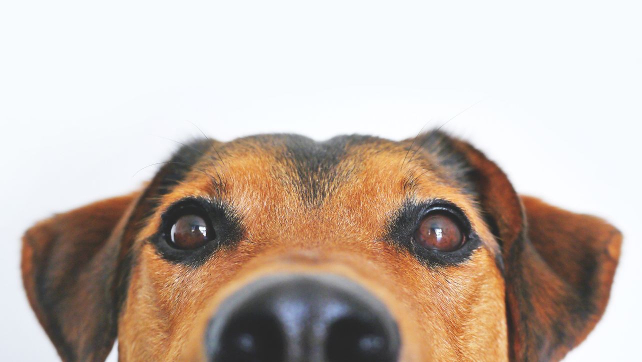 The Ultimate Guide To Dog Probiotics In 2023