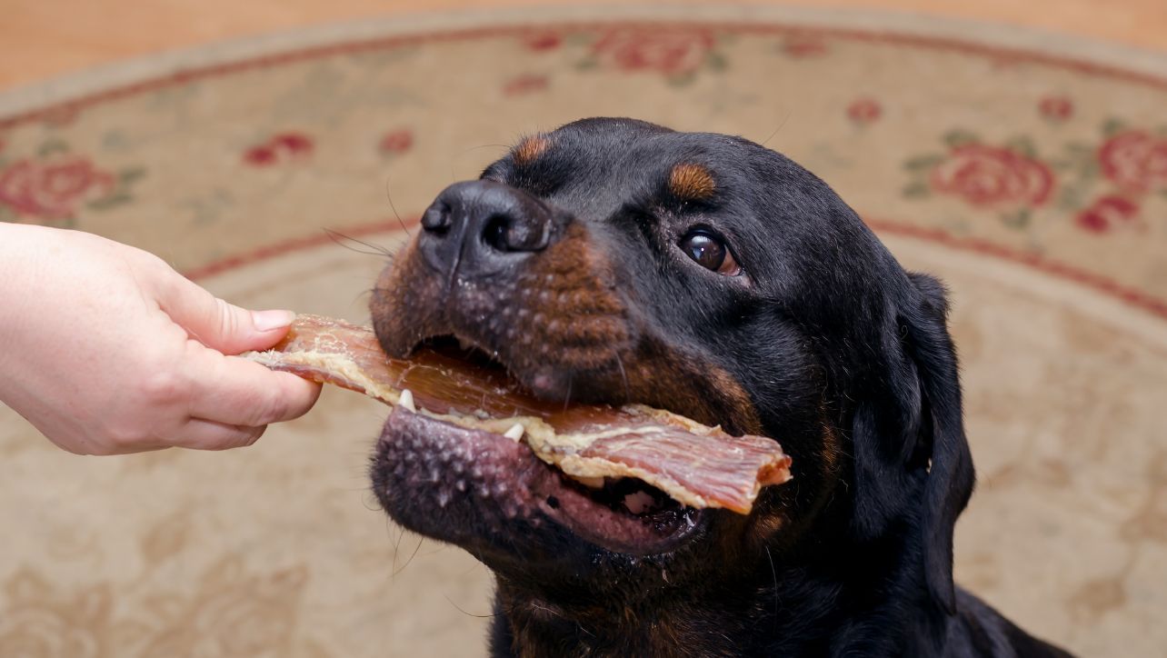 Are Freeze Dried Dog Treats Healthy?