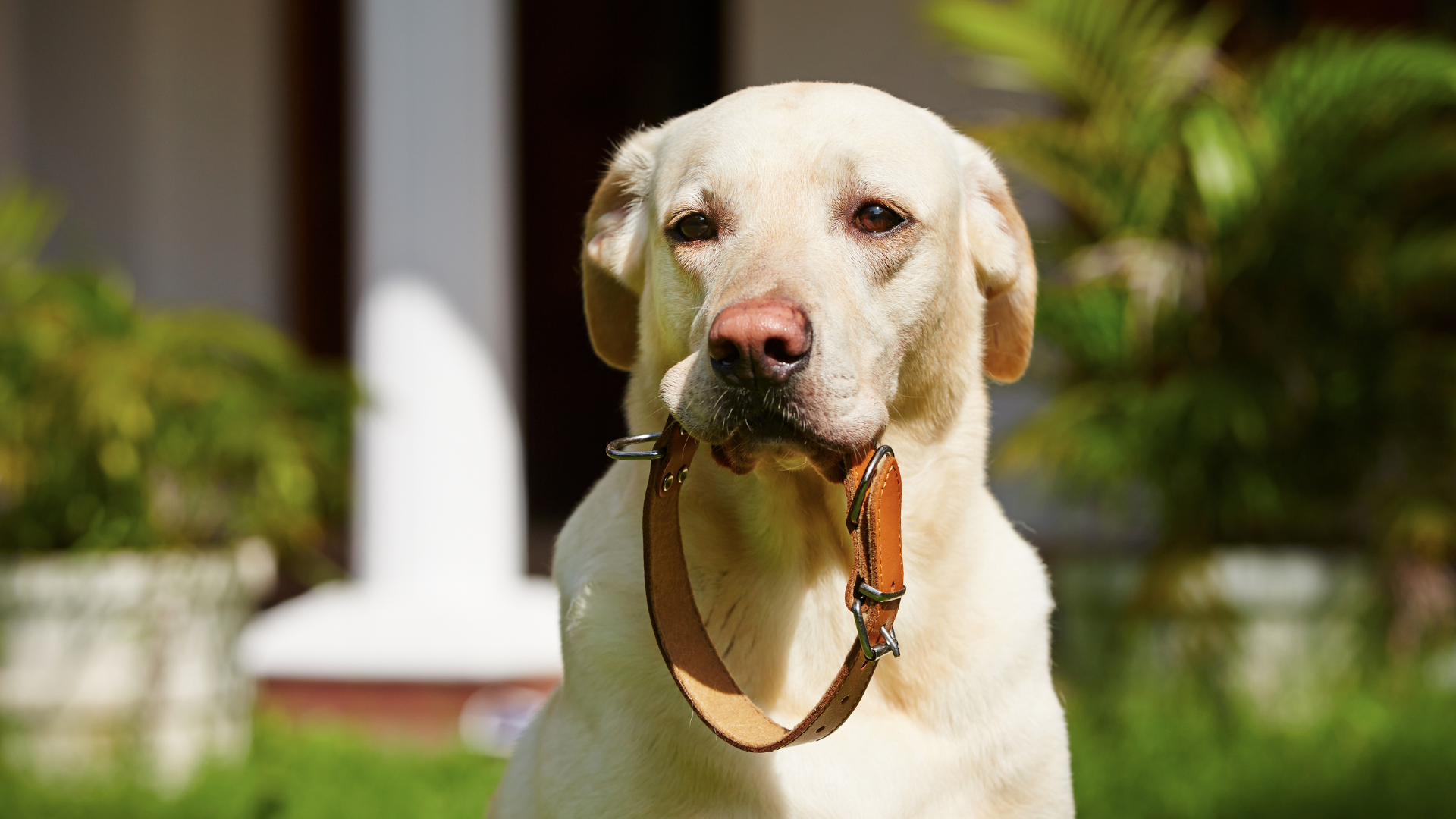 Sad Dog Holding Collar